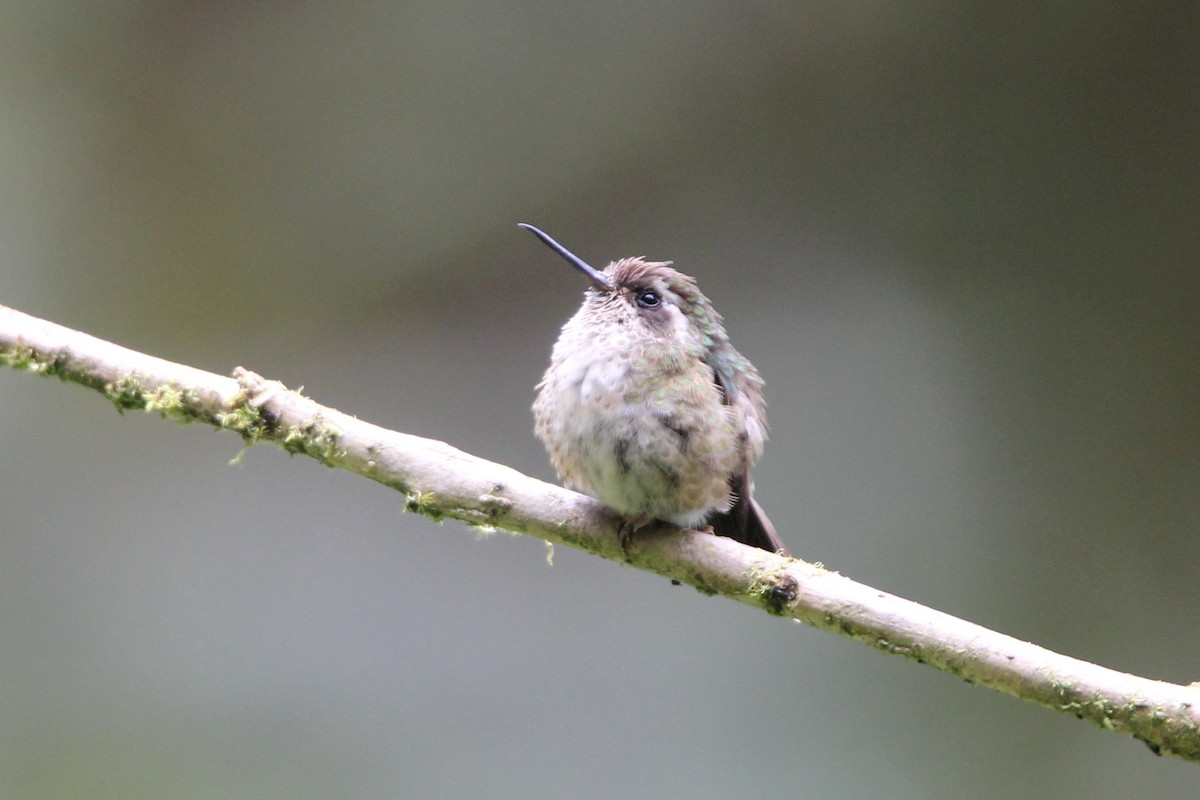 Speckled Hummingbird - ML118519061