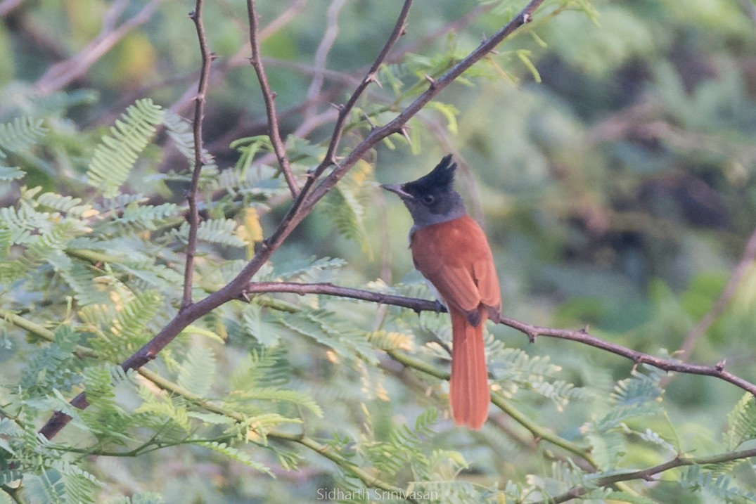 Indian Paradise-Flycatcher - Sidharth Srinivasan