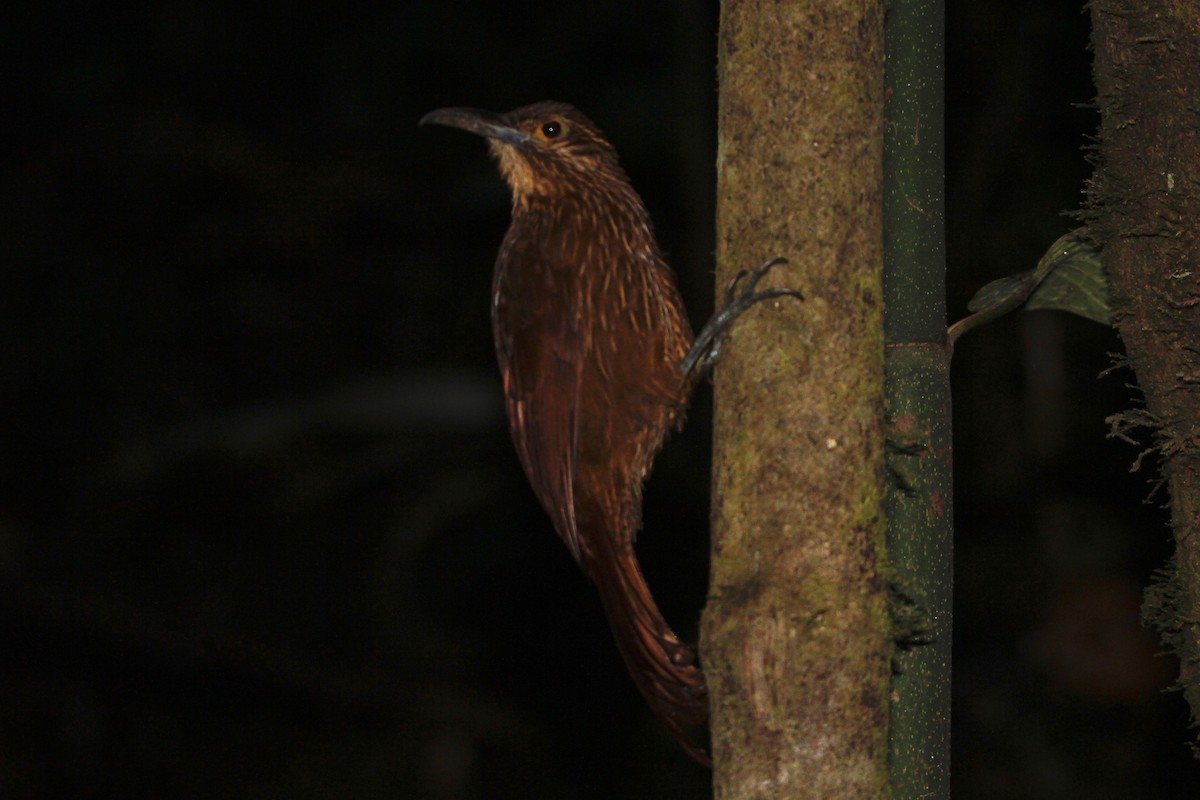 Strong-billed Woodcreeper (Andean/Northern) - ML118519261