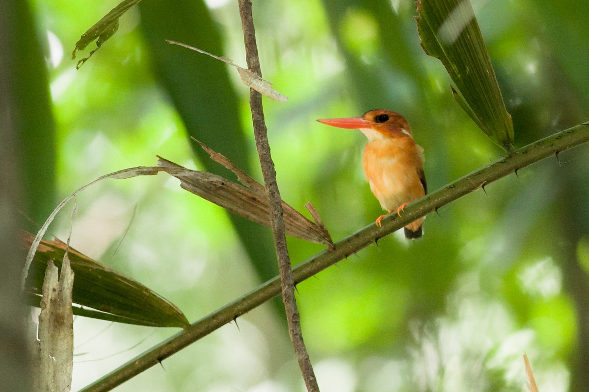 Sulawesi Dwarf-Kingfisher - Wilbur Goh
