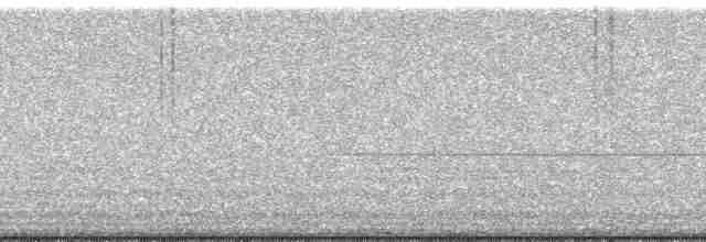 tidewater meadow katydid - ML118524