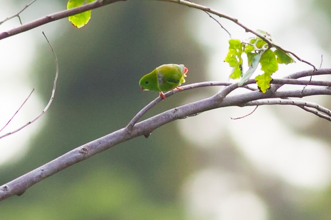 Pygmy Hanging-Parrot - Wilbur Goh