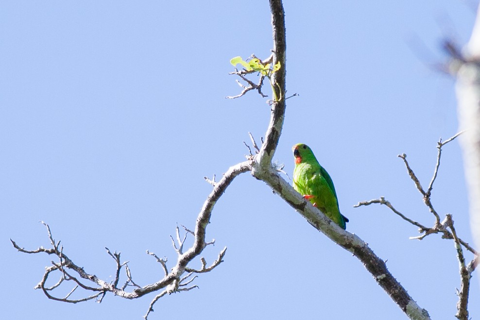 Sulawesi Hanging-Parrot - Wilbur Goh