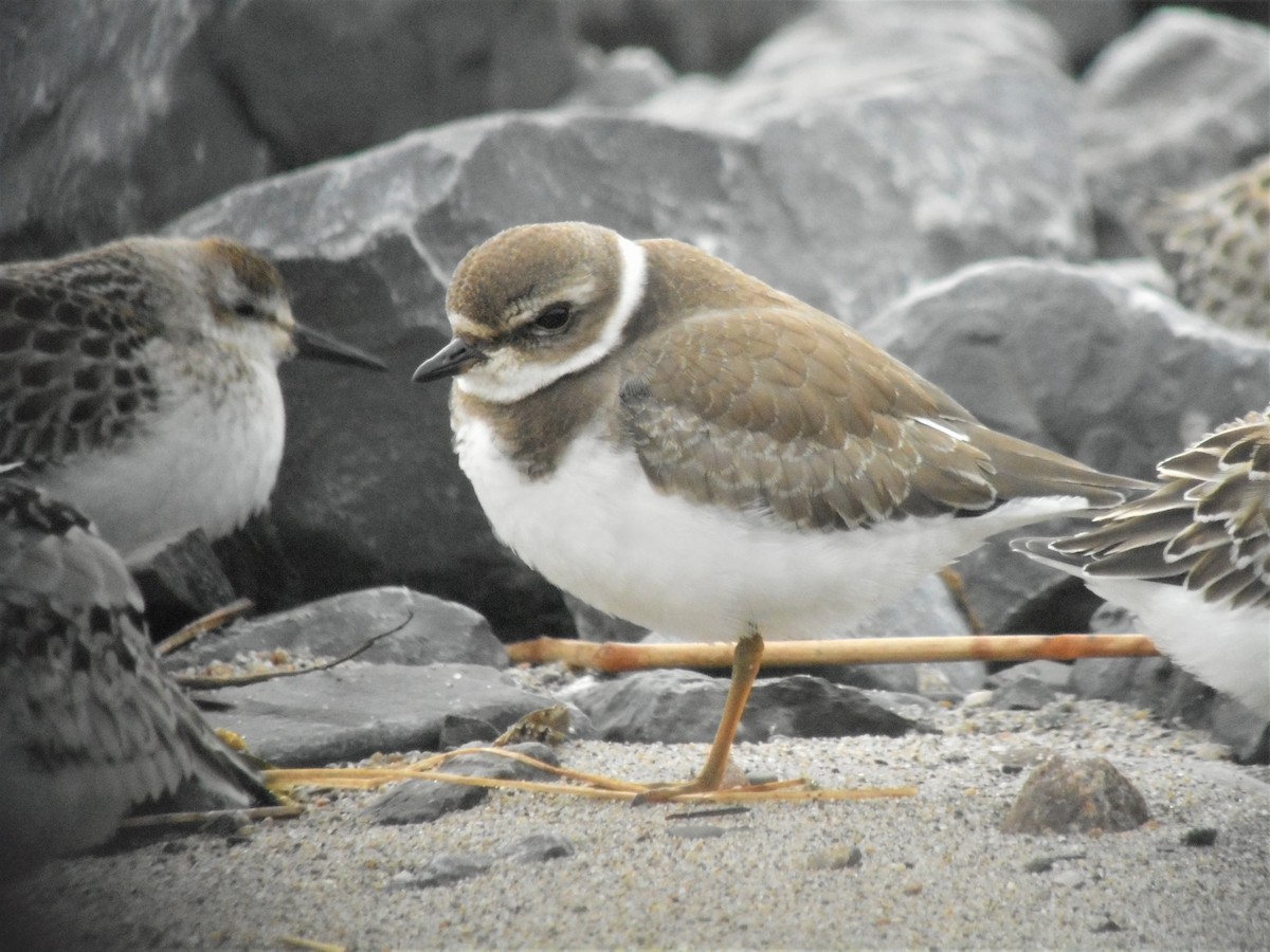 Semipalmated Plover - ML118525481