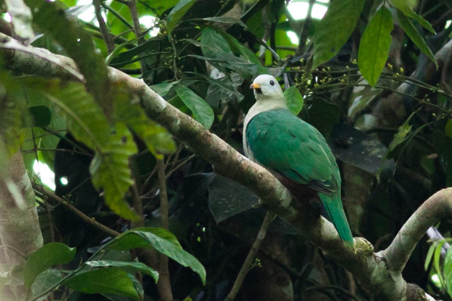 Maroon-chinned Fruit-Dove - ML118526421