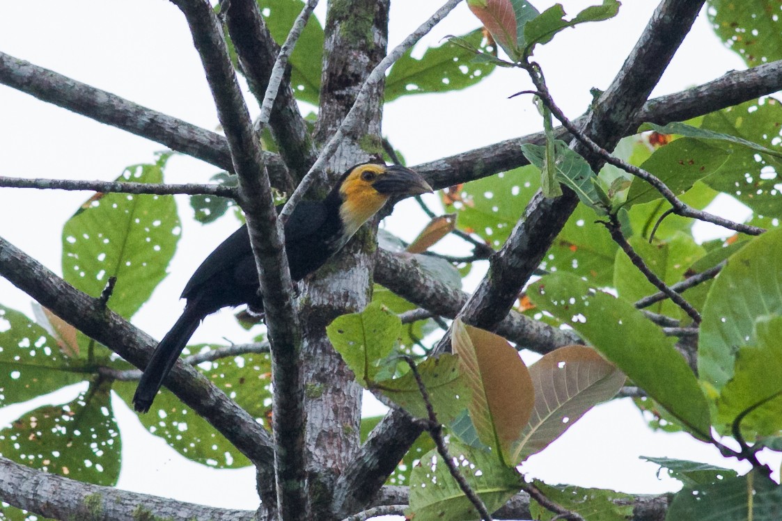Sulawesi Hornbill - ML118526461