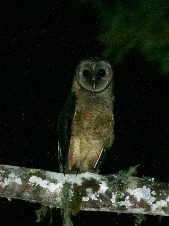 Sulawesi Masked-Owl - ML118526881