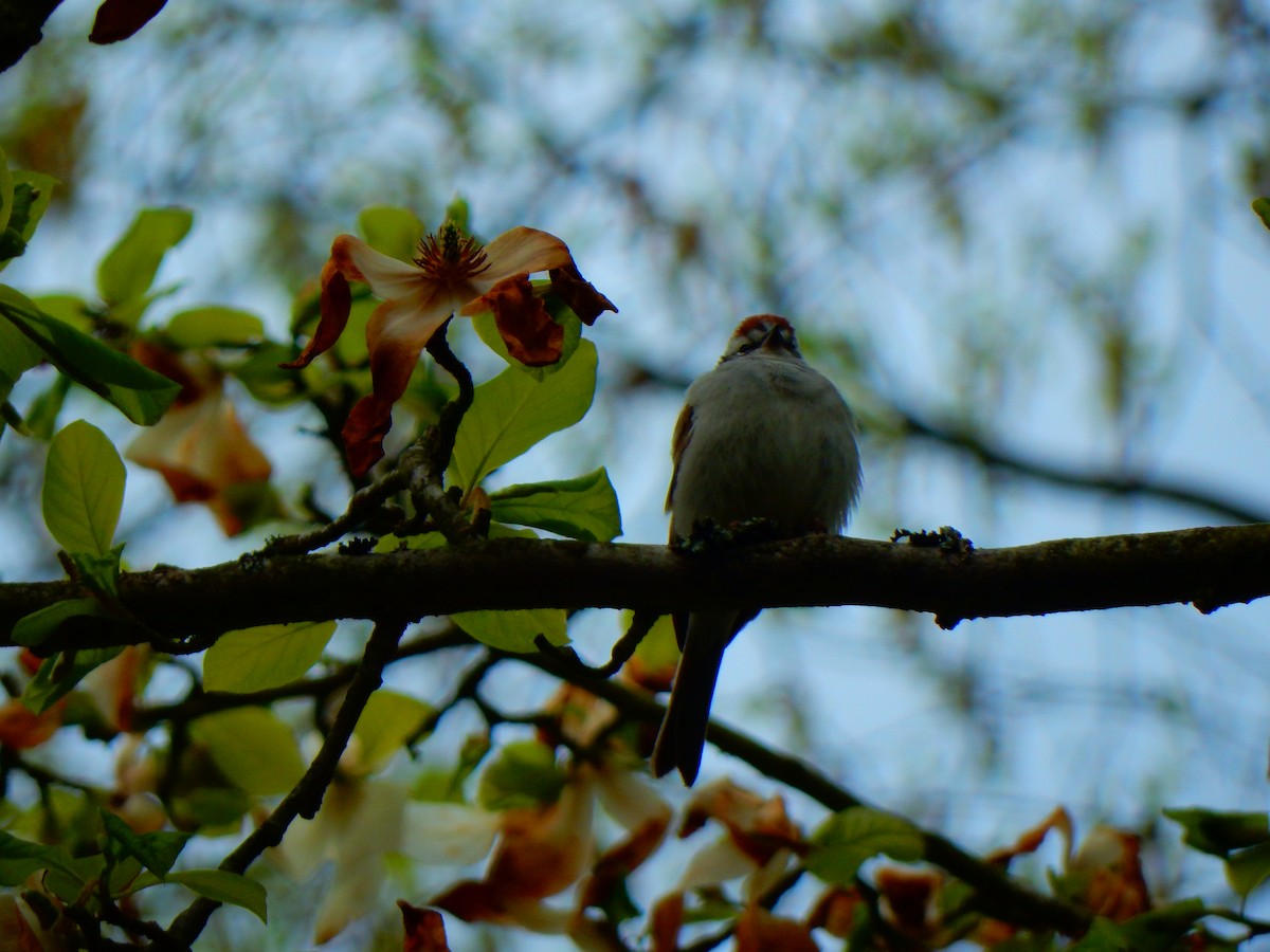 Chipping Sparrow - ML118531061
