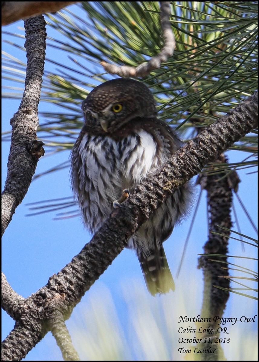 Northern Pygmy-Owl - ML118533881