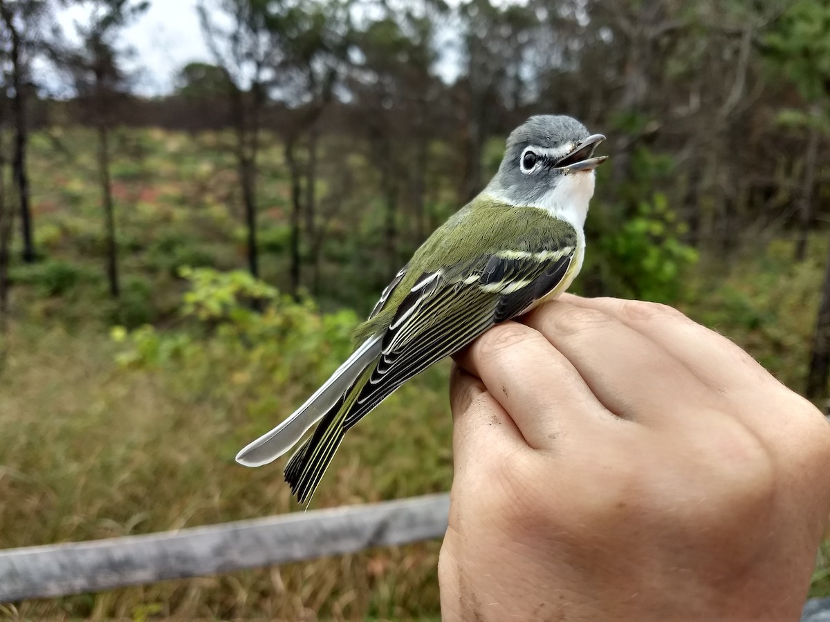 Blue-headed Vireo - Conservation Science Staff