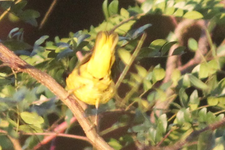 Yellow Warbler - Timothy P. Jones