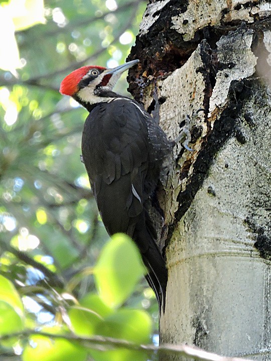 Pileated Woodpecker - ML118538381