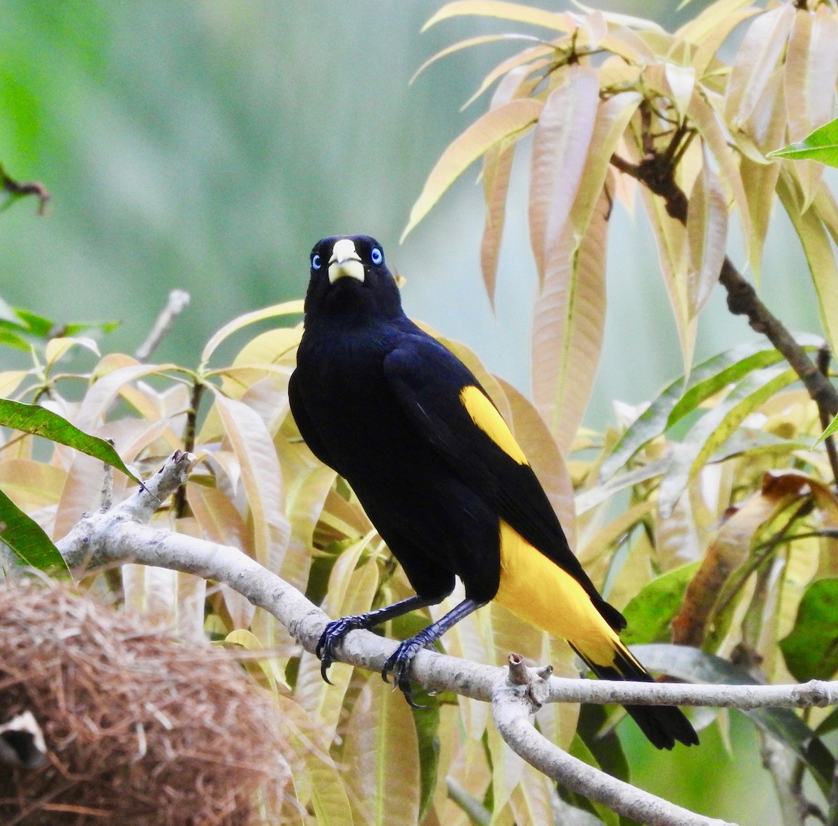 Yellow-rumped Cacique - ML118543811