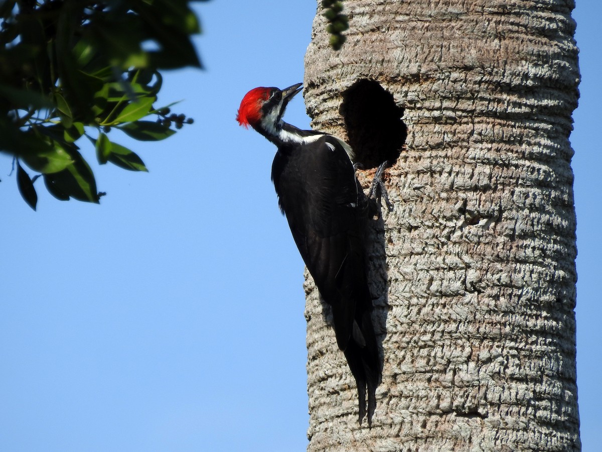 Pileated Woodpecker - Luis Gonzalez