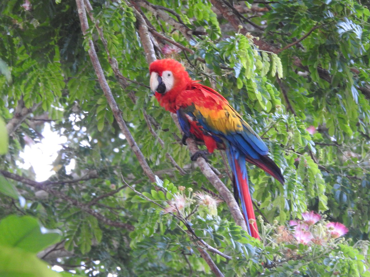 Scarlet Macaw - ML118544671