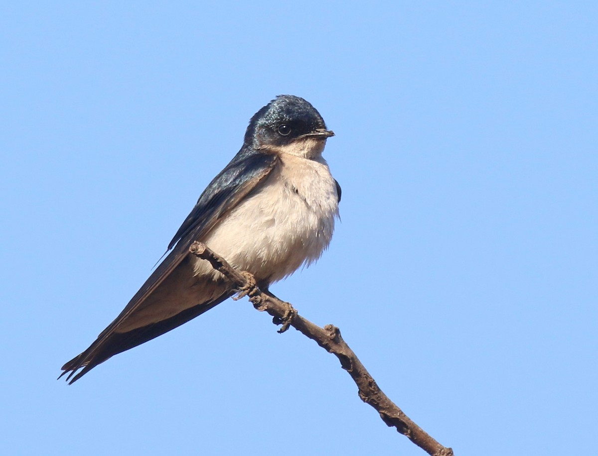 Pearl-breasted Swallow - ML118544951