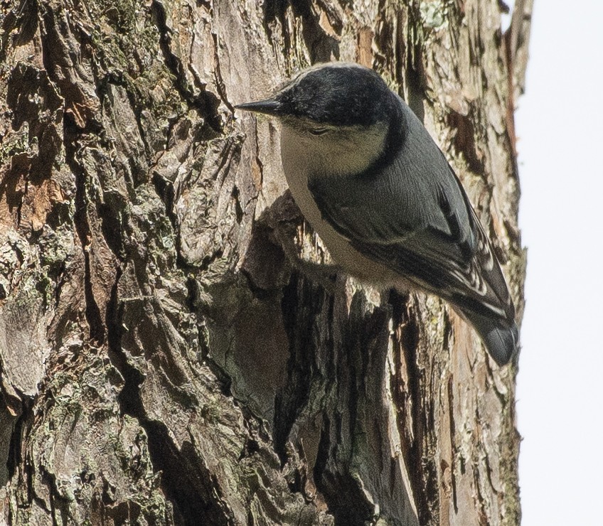 White-breasted Nuthatch - ML118545581