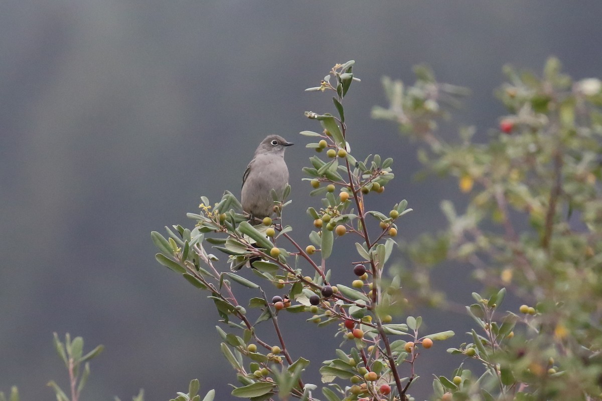 Townsend's Solitaire - Thomas Ford-Hutchinson