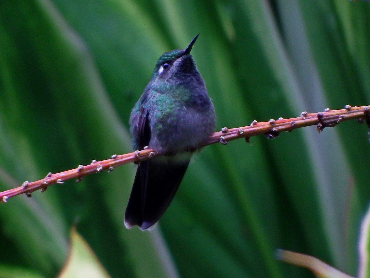 Emerald-chinned Hummingbird - Gilberto Flores-Walter (Feathers Birding)
