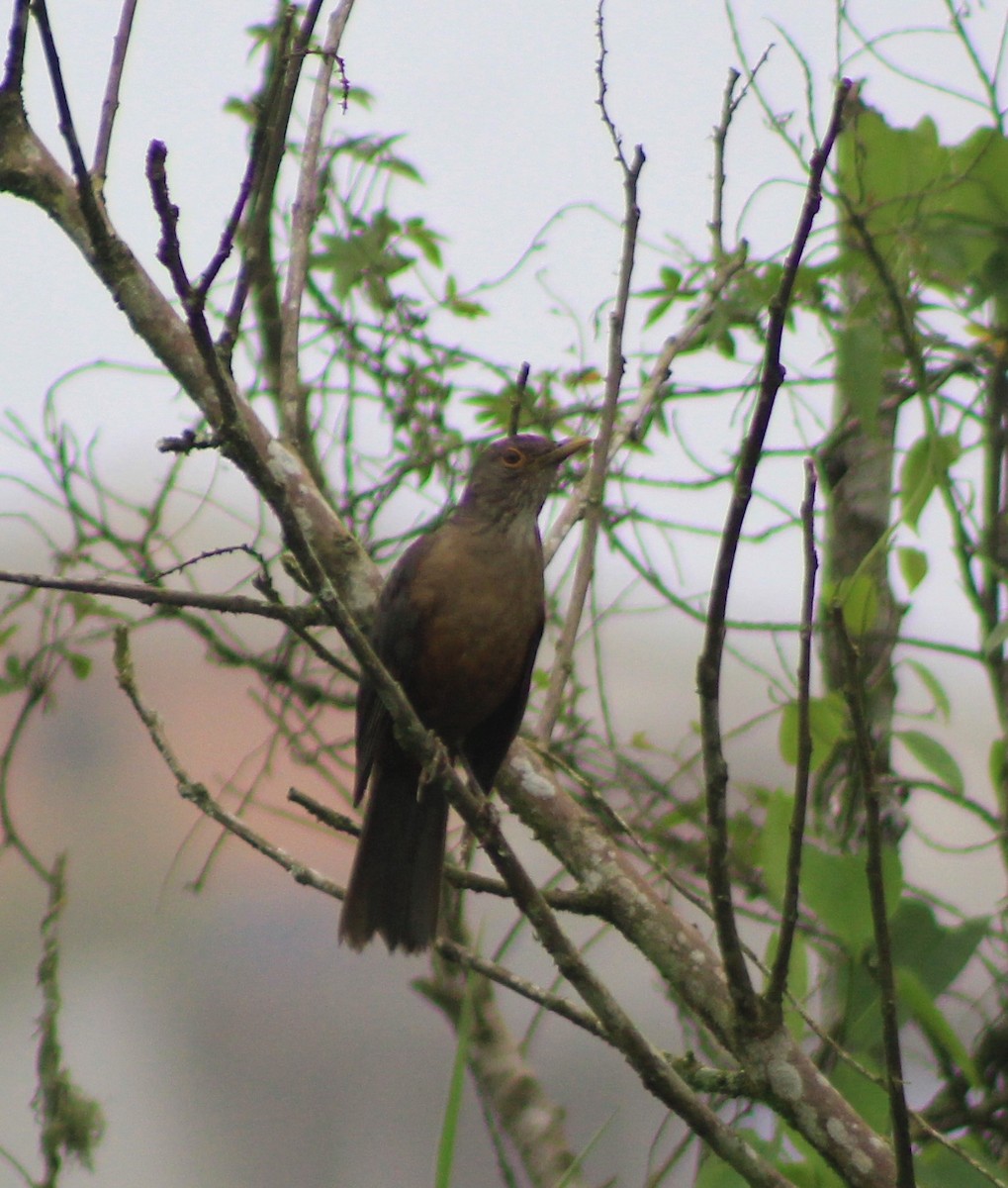 Pale-breasted Thrush - ML118553181