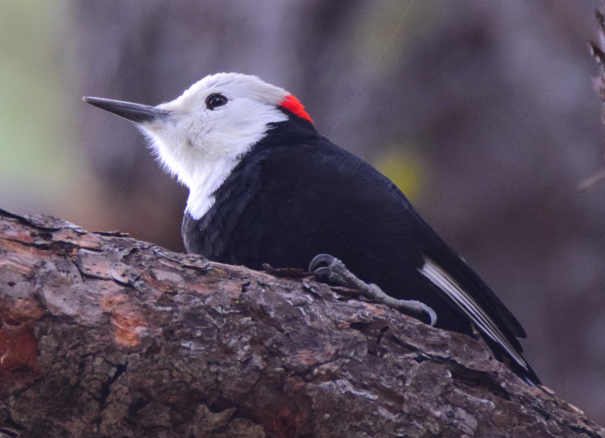 White-headed Woodpecker - Bob Godwin