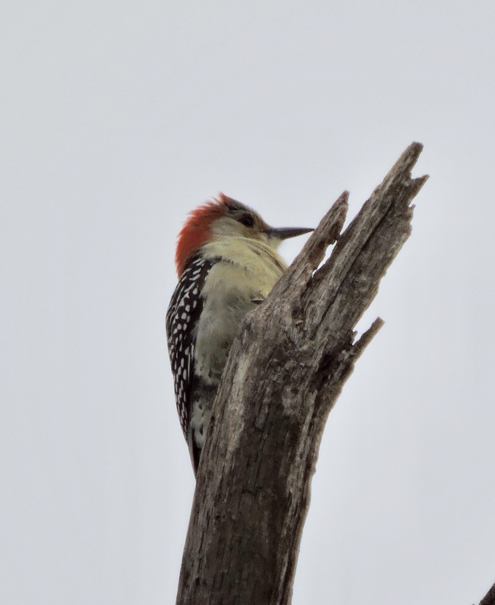 Red-bellied Woodpecker - Brian Deans