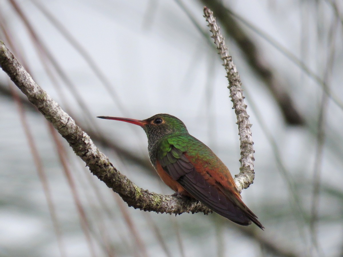 Buff-bellied Hummingbird - Jamal Andrewin