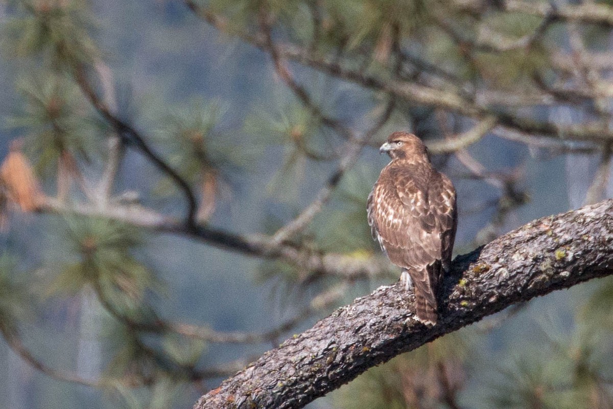 Red-tailed Hawk - ML118563031