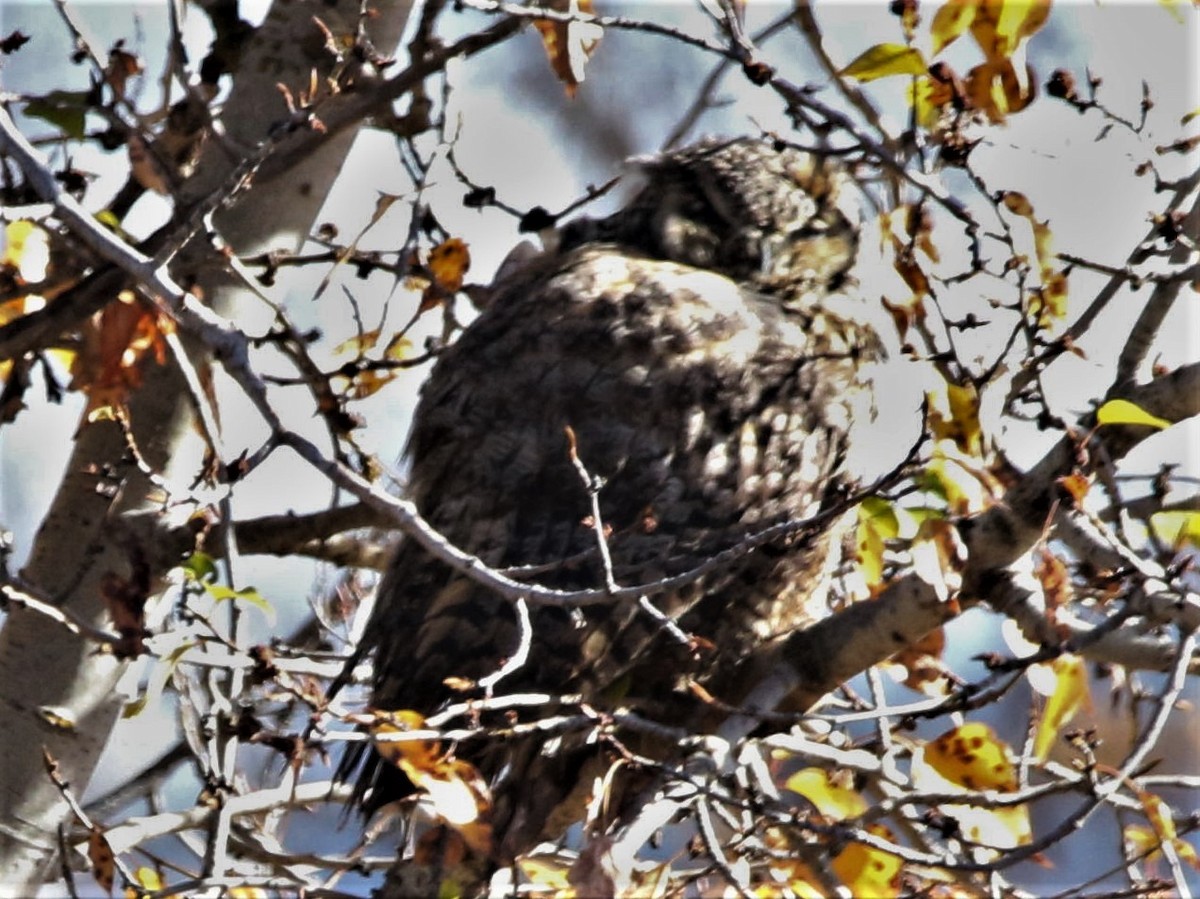 Great Horned Owl - ML118564011
