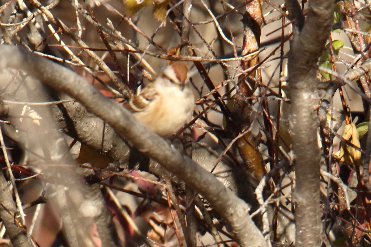 American Tree Sparrow - ML118567061