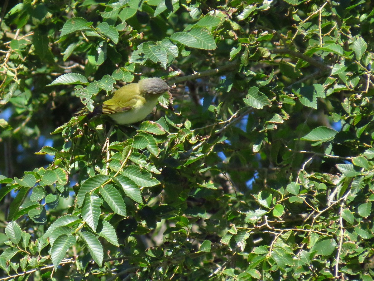 Red-eyed Vireo - Cathy Weiner