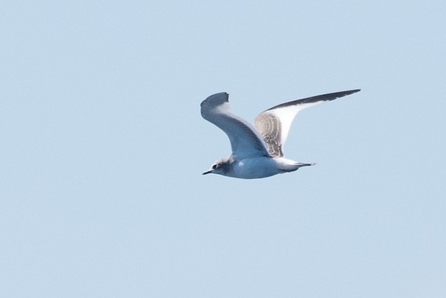 Sabine's Gull