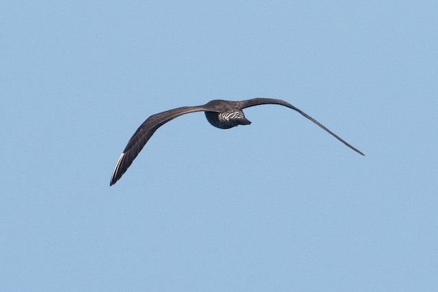 Long-tailed Jaeger