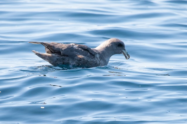 Northern Fulmar