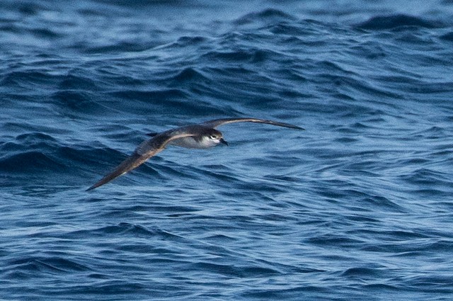 Buller's Shearwater