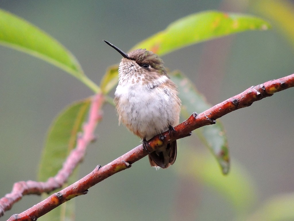 Volcano Hummingbird (Heliotrope-throated) - Richard Garrigues