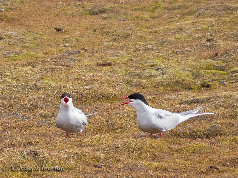 Arctic Tern - Joseph Morlan