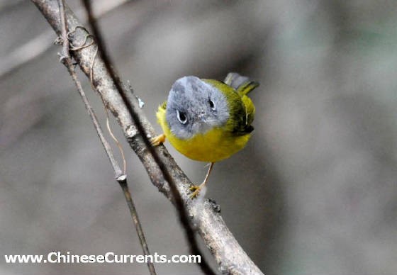 Gray-cheeked Warbler - ML118582271