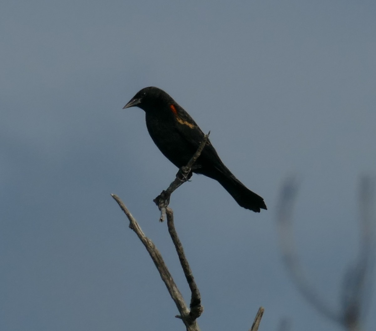 Red-winged Blackbird - Chris Payne