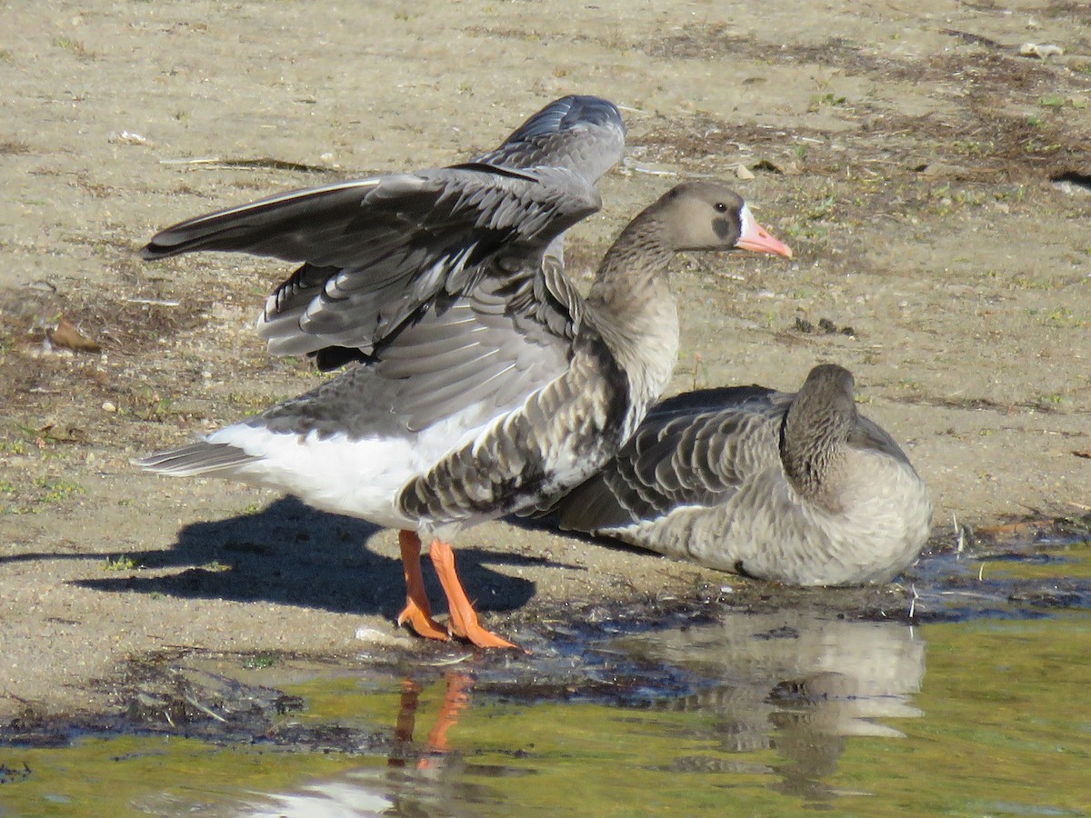 Greater White-fronted Goose - Meg Reck