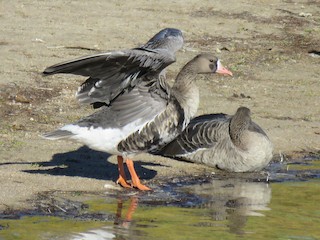 Greater White-fronted Goose, ML118593291