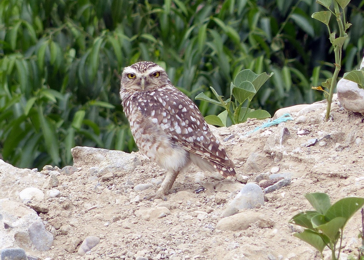 Burrowing Owl - Andy Frank