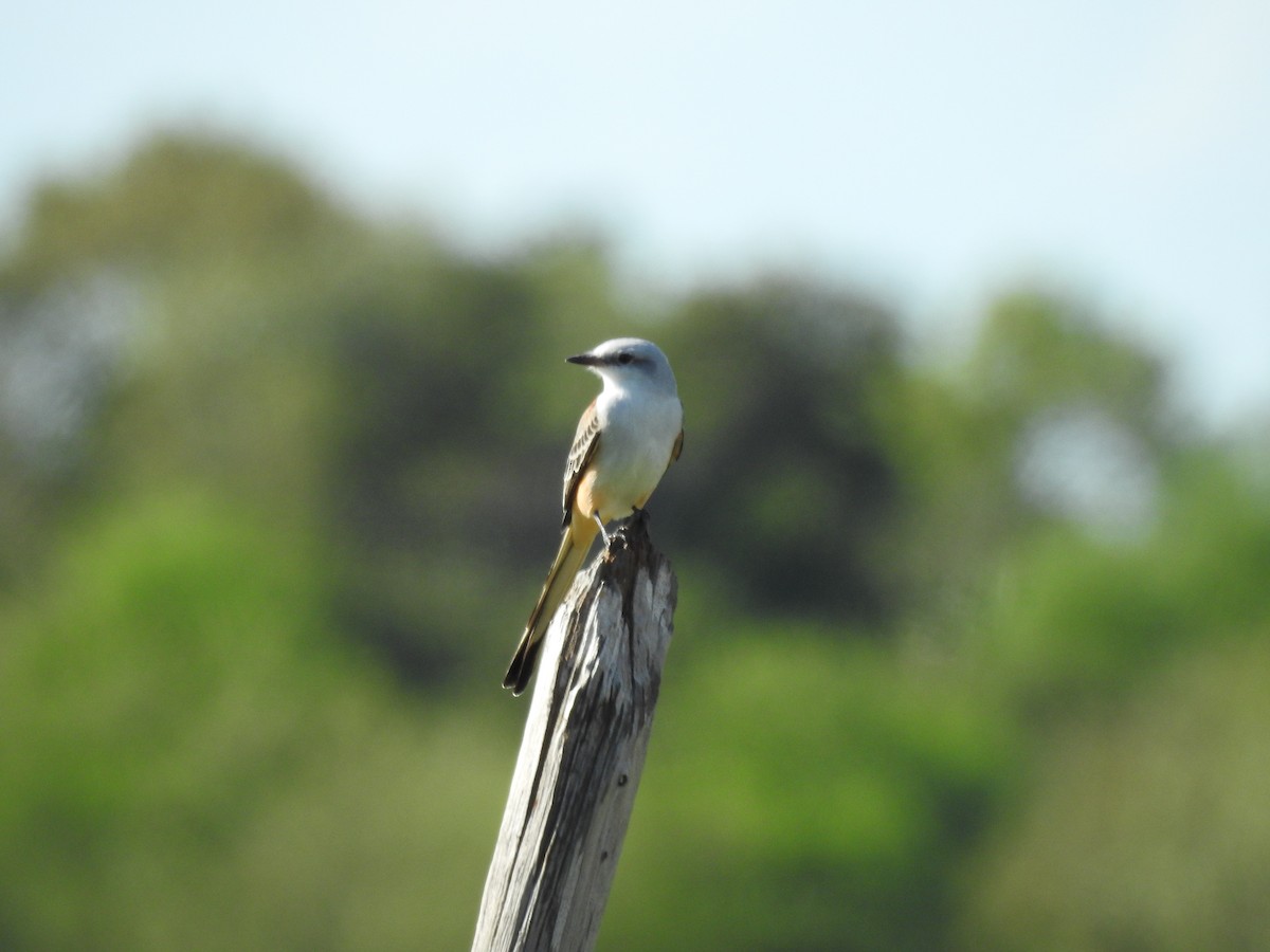 Scissor-tailed Flycatcher - Daniel Horton