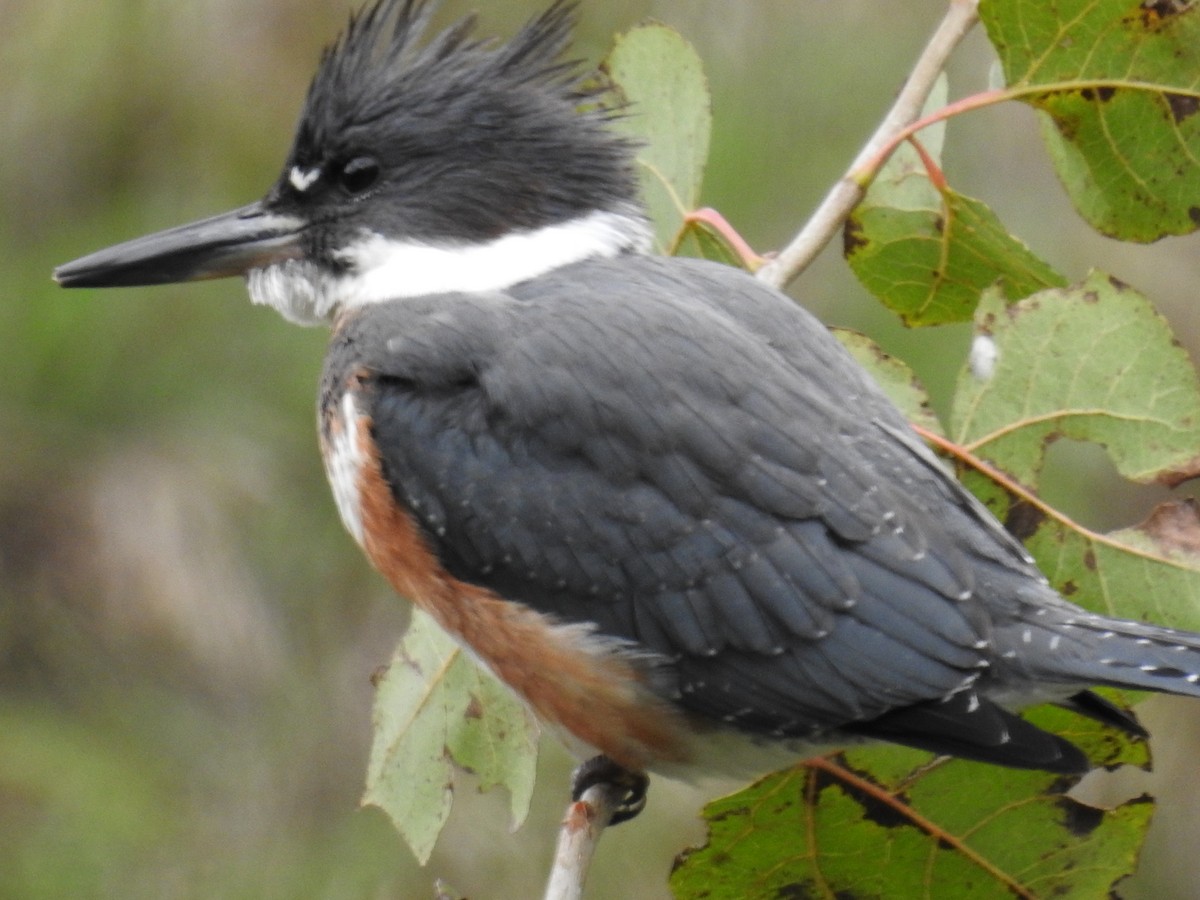 Belted Kingfisher - ML118596041