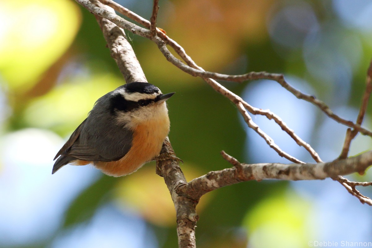 Red-breasted Nuthatch - ML118596171
