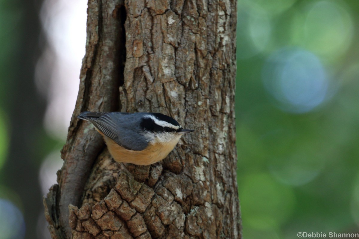 Red-breasted Nuthatch - Roi & Debbie Shannon