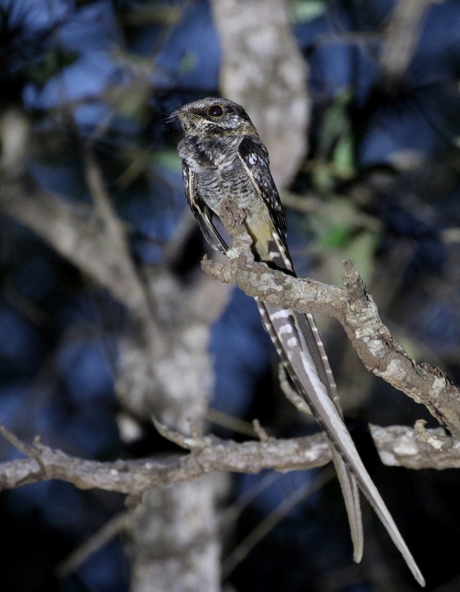 Scissor-tailed Nightjar - Matthew Grube