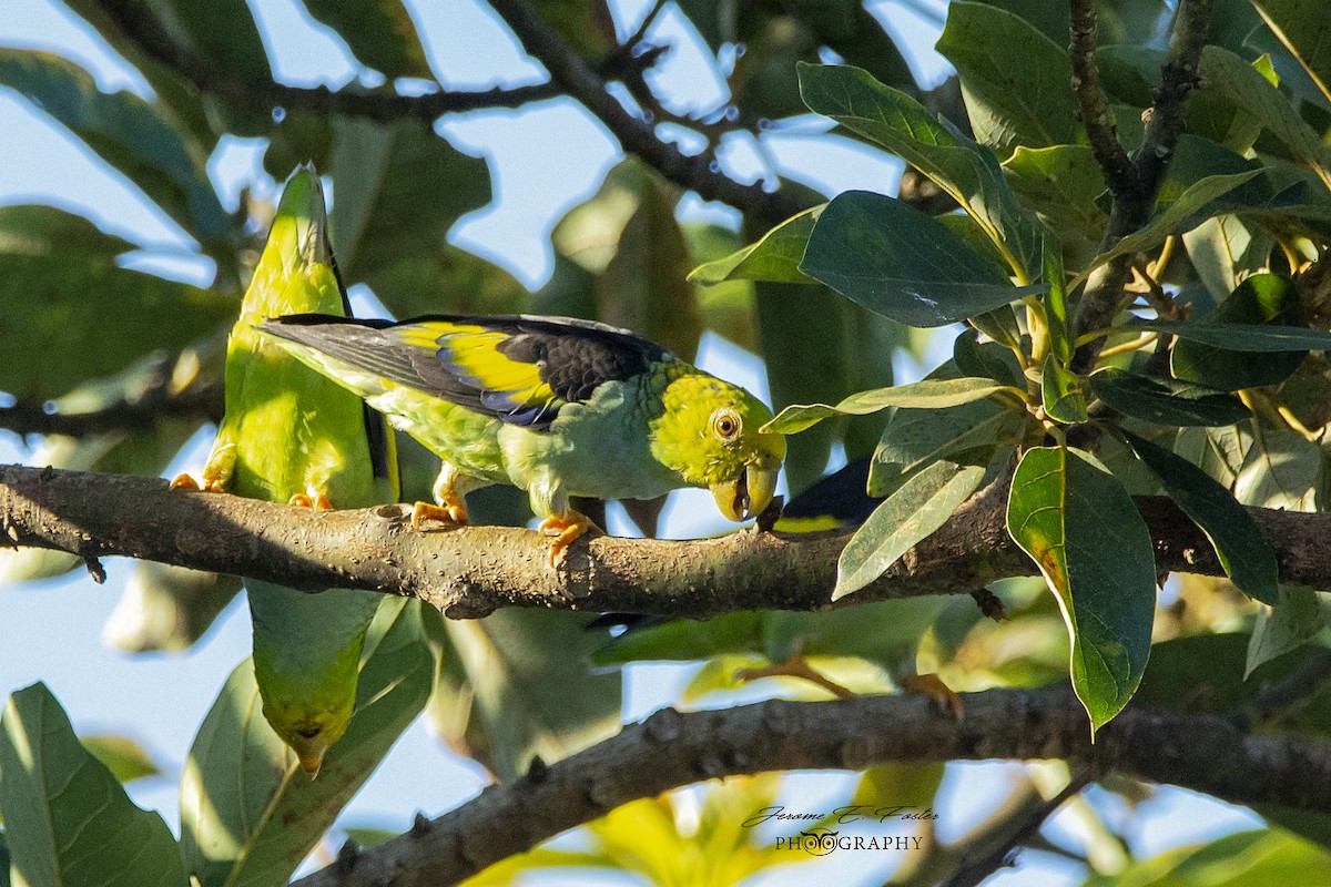 Lilac-tailed Parrotlet - Jerome Foster