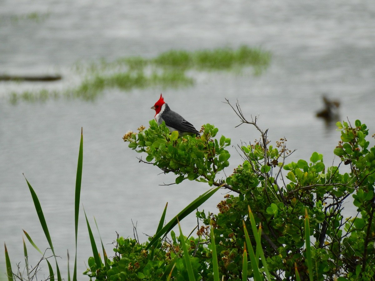 Red-crested Cardinal - Michael Young