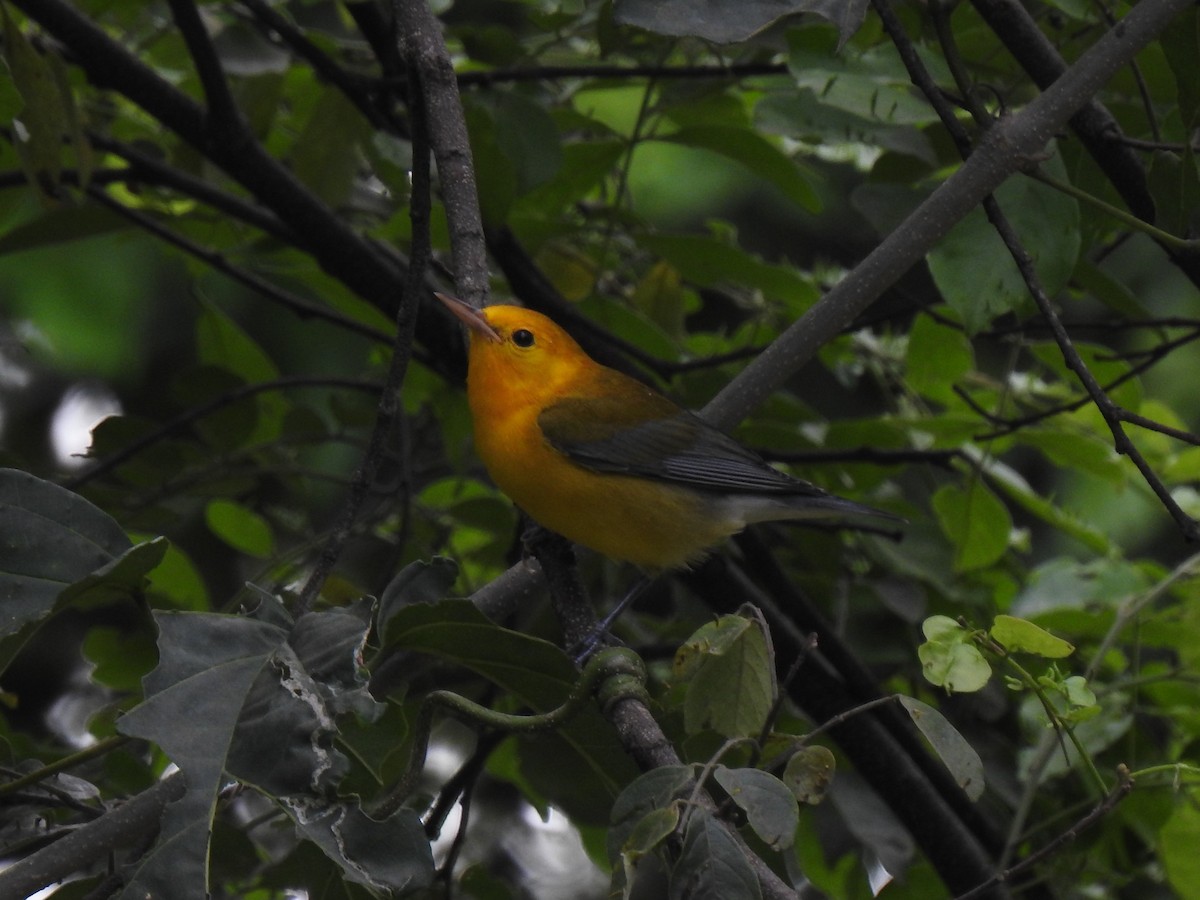 Prothonotary Warbler - John and Milena Beer